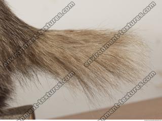 photo texture of fur 0002